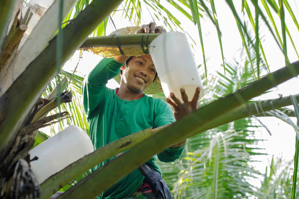 Regenerative Coconut Farming Explained