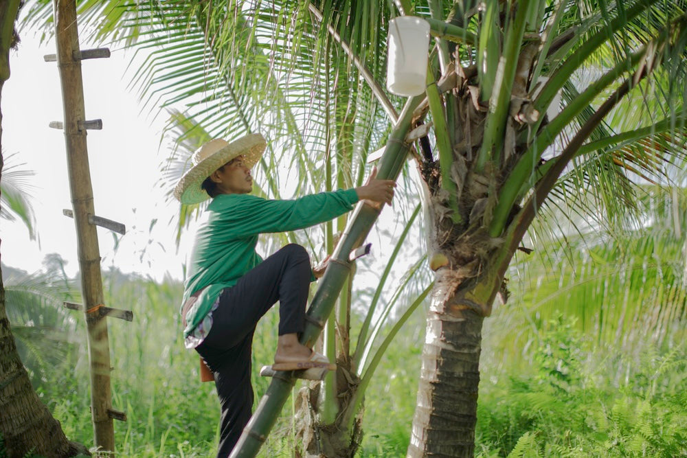 Single-origin sap sourcing