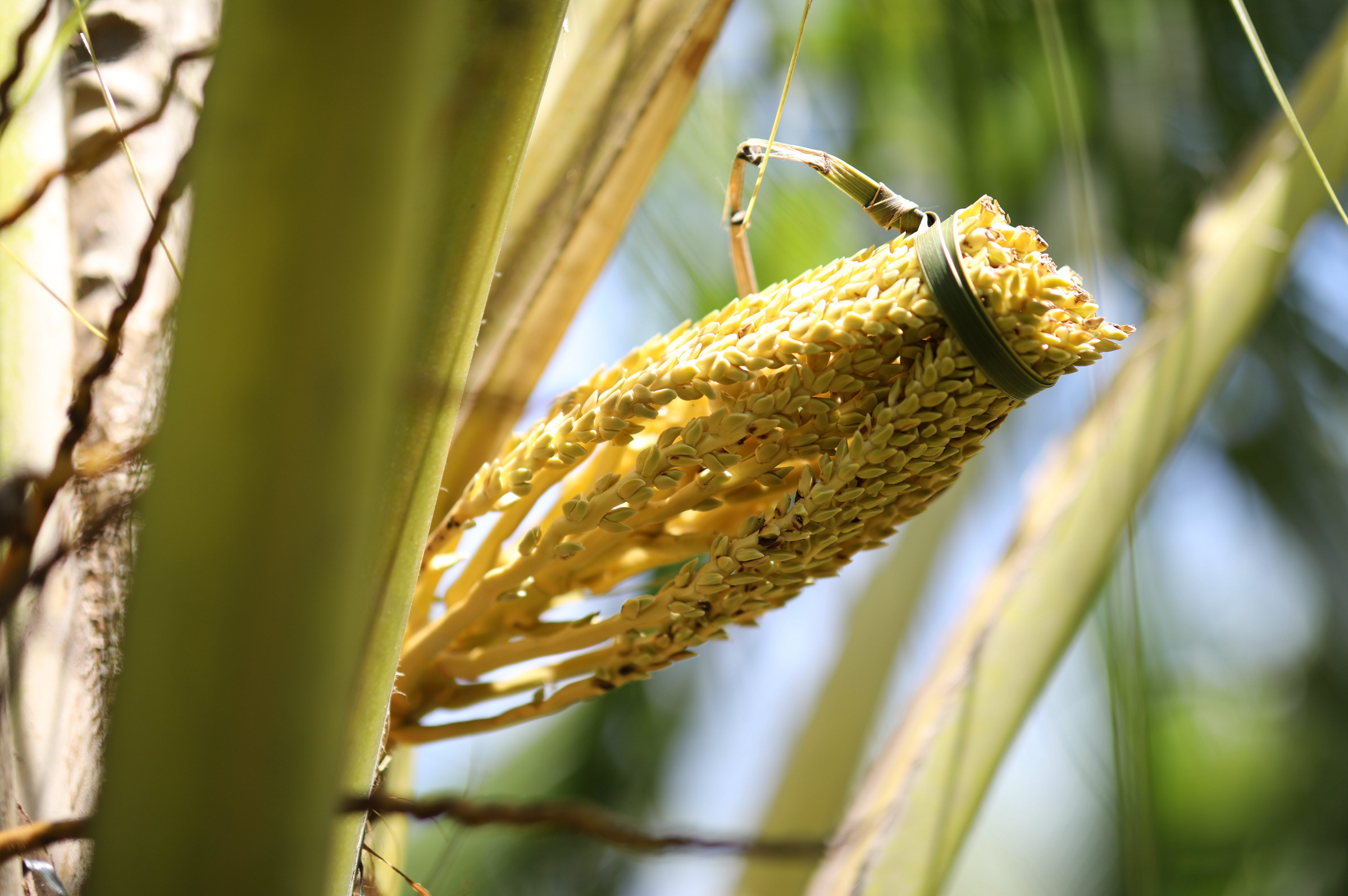Coconut Flower Sap 101