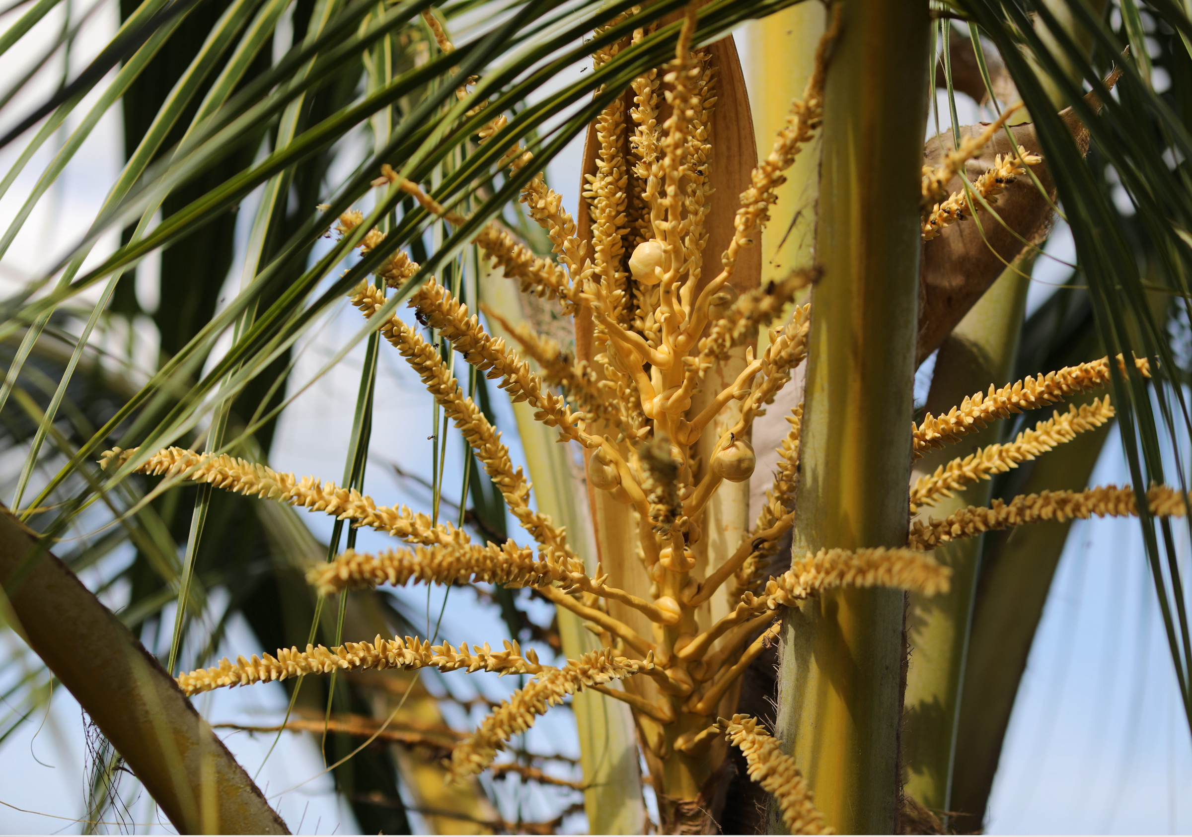 It starts with the coconut flower.